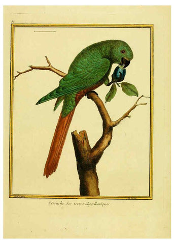 Reproducción/Reproduction 6009205208: Planches enluminées d'histoire naturelle t.1 Paris? :s.n.,1765-1783? 