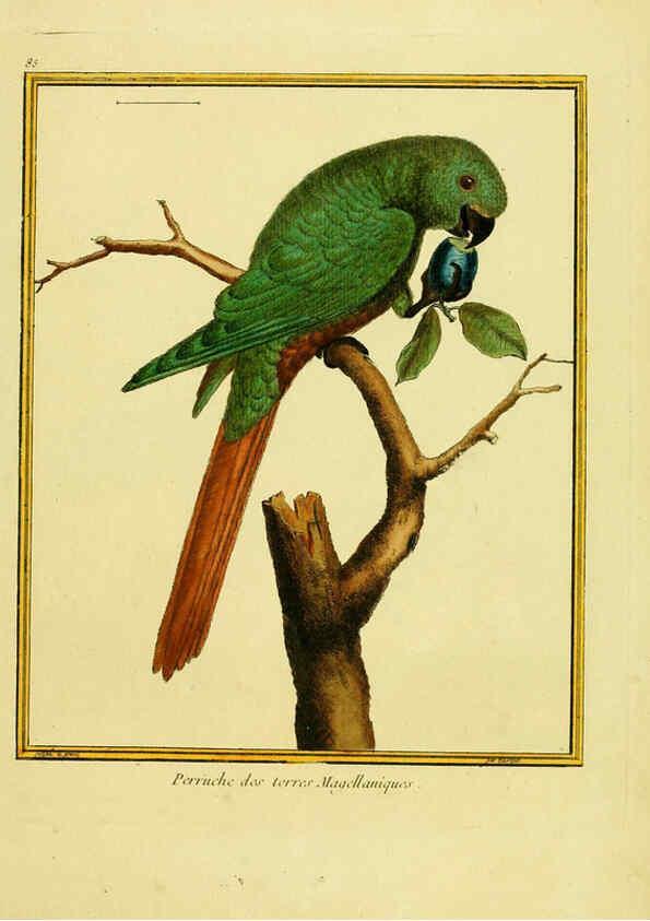 Reproducción/Reproduction 6009205208: Planches enluminées d'histoire naturelle t.1 Paris? :s.n.,1765-1783? 