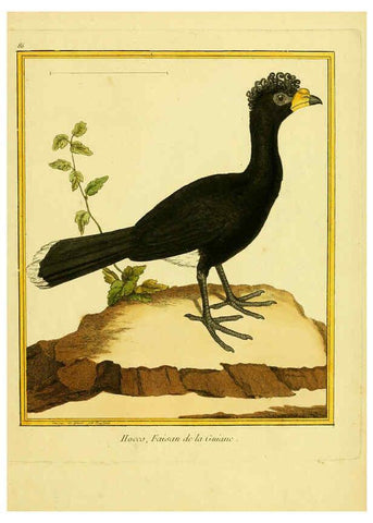 Reproducción/Reproduction 6008656411: Planches enluminées d'histoire naturelle t.1 Paris? :s.n.,1765-1783? 