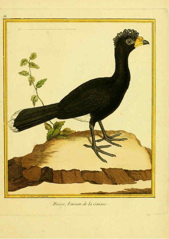 Reproducción/Reproduction 6008656411: Planches enluminées d'histoire naturelle t.1 Paris? :s.n.,1765-1783? 