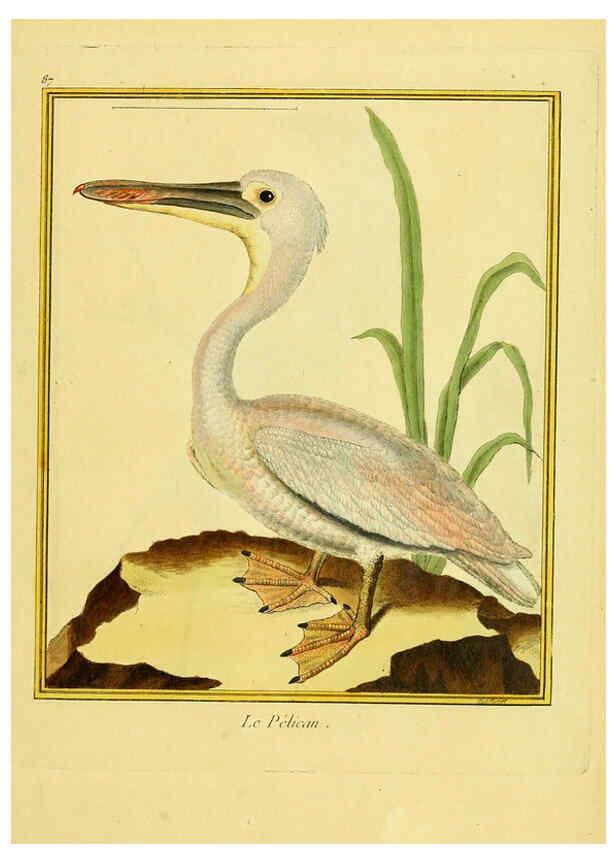 Reproducción/Reproduction 6009205748: Planches enluminées d'histoire naturelle t.1 Paris? :s.n.,1765-1783? 