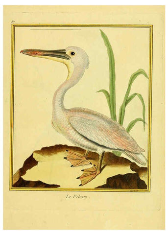Reproducción/Reproduction 6009205748: Planches enluminées d'histoire naturelle t.1 Paris? :s.n.,1765-1783? 