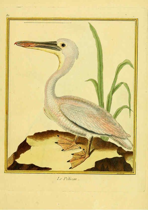 Reproducción/Reproduction 6009205748: Planches enluminées d'histoire naturelle t.1 Paris? :s.n.,1765-1783? 