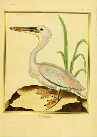 Reproducción/Reproduction 6009205748: Planches enluminées d'histoire naturelle t.1 Paris? :s.n.,1765-1783? 