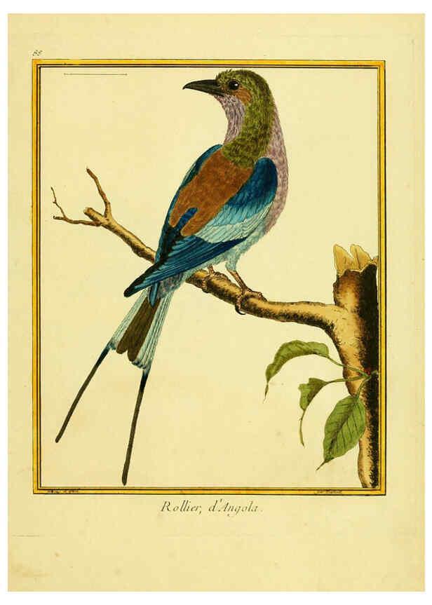 Reproducción/Reproduction 6008657073: Planches enluminées d'histoire naturelle t.1 Paris? :s.n.,1765-1783? 