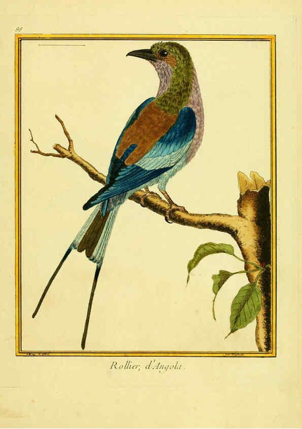 Reproducción/Reproduction 6008657073: Planches enluminées d'histoire naturelle t.1 Paris? :s.n.,1765-1783? 