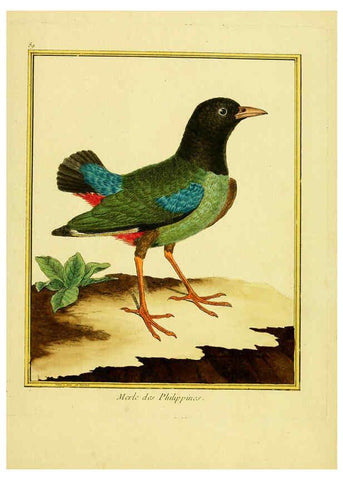 Reproducción/Reproduction 6008657289: Planches enluminées d'histoire naturelle t.1 Paris? :s.n.,1765-1783? 
