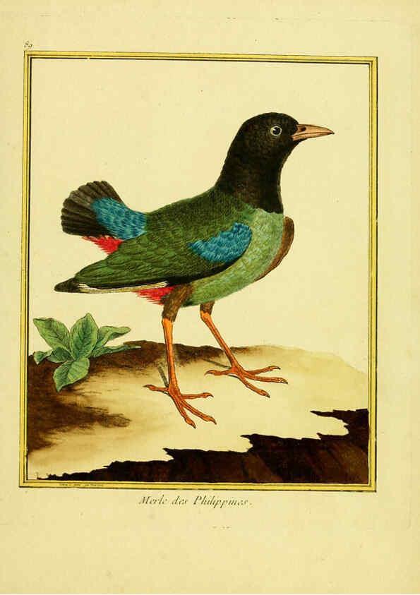 Reproducción/Reproduction 6008657289: Planches enluminées d'histoire naturelle t.1 Paris? :s.n.,1765-1783? 