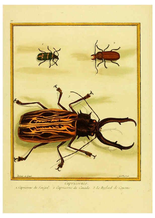 Reproducción/Reproduction 6009206488: Planches enluminées d'histoire naturelle t.1 Paris? :s.n.,1765-1783? 