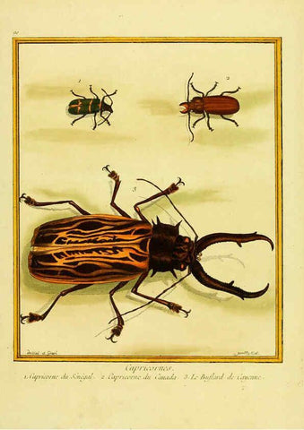 Reproducción/Reproduction 6009206488: Planches enluminées d'histoire naturelle t.1 Paris? :s.n.,1765-1783? 