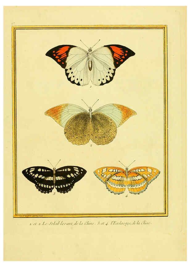 Reproducción/Reproduction 6009206754: Planches enluminées d'histoire naturelle t.1 Paris? :s.n.,1765-1783? 