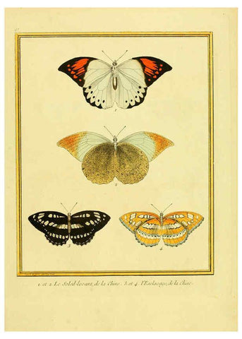 Reproducción/Reproduction 6009206754: Planches enluminées d'histoire naturelle t.1 Paris? :s.n.,1765-1783? 