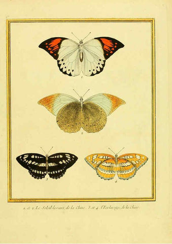 Reproducción/Reproduction 6009206754: Planches enluminées d'histoire naturelle t.1 Paris? :s.n.,1765-1783? 