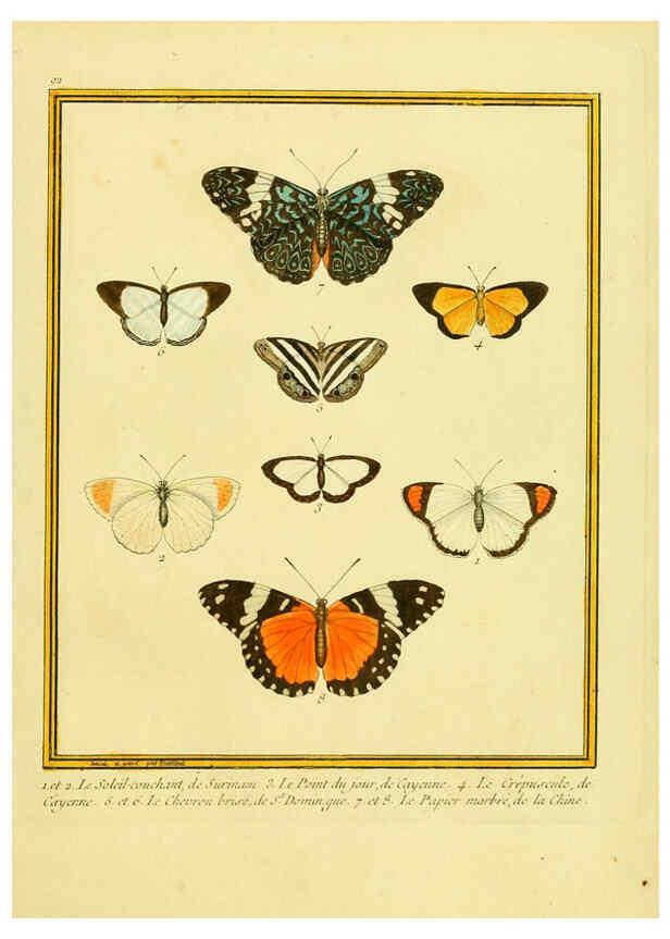 Reproducción/Reproduction 6008658021: Planches enluminées d'histoire naturelle t.1 Paris? :s.n.,1765-1783? 