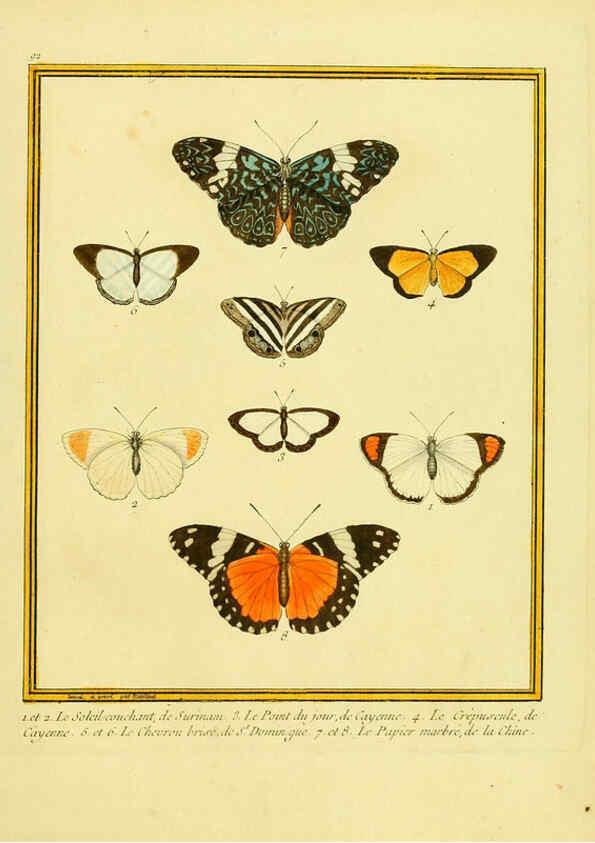 Reproducción/Reproduction 6008658021: Planches enluminées d'histoire naturelle t.1 Paris? :s.n.,1765-1783? 