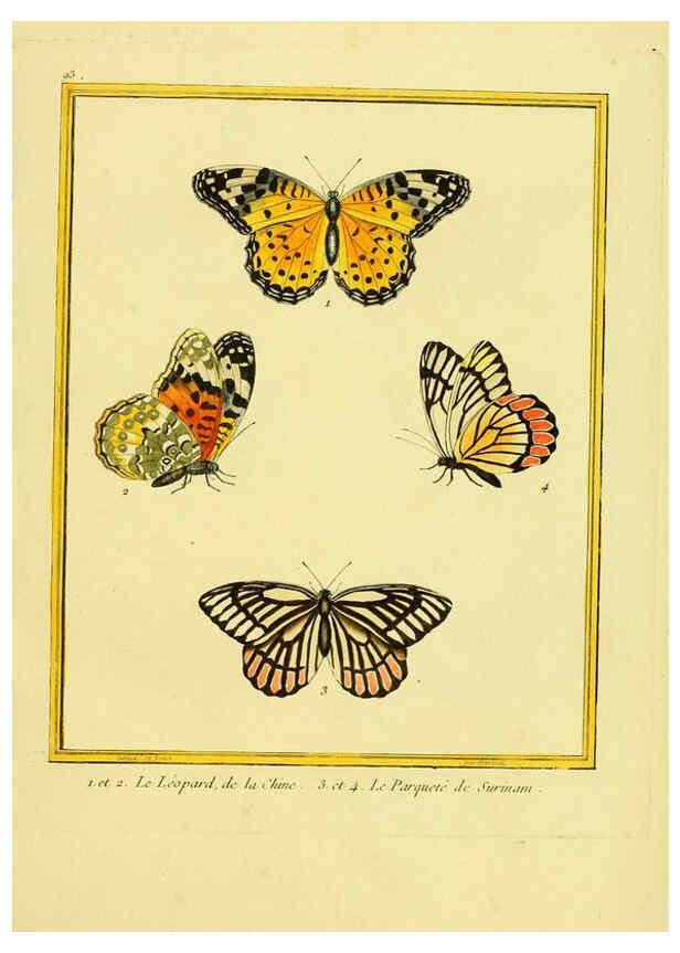 Reproducción/Reproduction 6009207214: Planches enluminées d'histoire naturelle t.1 Paris? :s.n.,1765-1783? 