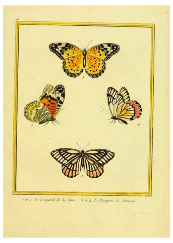 Reproducción/Reproduction 6009207214: Planches enluminées d'histoire naturelle t.1 Paris? :s.n.,1765-1783? 
