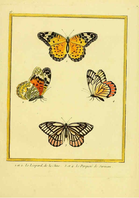 Reproducción/Reproduction 6009207214: Planches enluminées d'histoire naturelle t.1 Paris? :s.n.,1765-1783? 