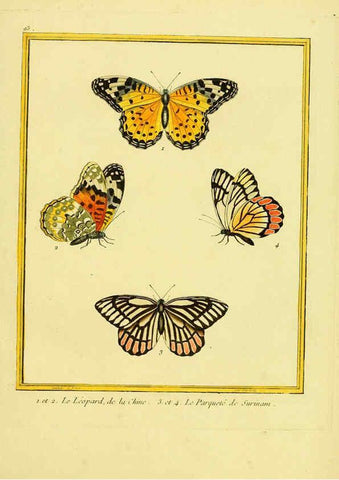 Reproducción/Reproduction 6009207214: Planches enluminées d'histoire naturelle t.1 Paris? :s.n.,1765-1783? 