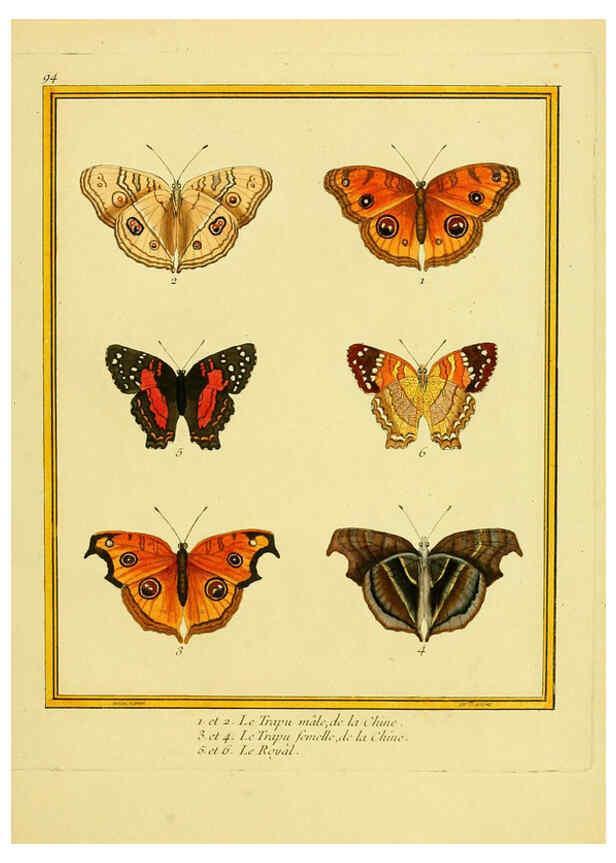Reproducción/Reproduction 6008658461: Planches enluminées d'histoire naturelle t.1 Paris? :s.n.,1765-1783? 