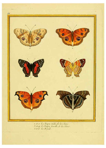 Reproducción/Reproduction 6008658461: Planches enluminées d'histoire naturelle t.1 Paris? :s.n.,1765-1783? 