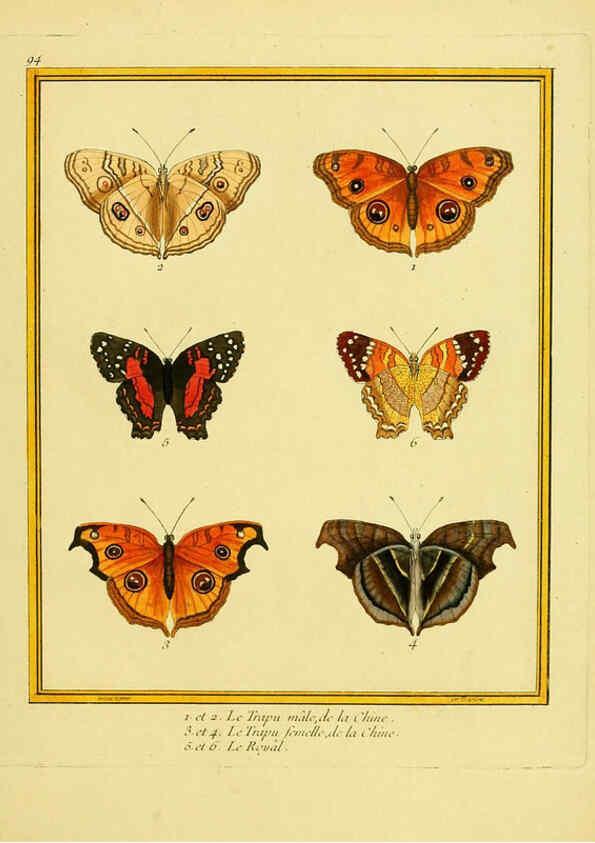 Reproducción/Reproduction 6008658461: Planches enluminées d'histoire naturelle t.1 Paris? :s.n.,1765-1783? 