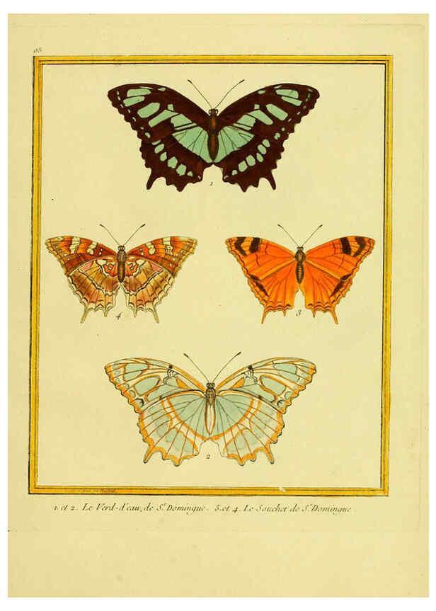 Reproducción/Reproduction 6009208136: Planches enluminées d'histoire naturelle t.1 Paris? :s.n.,1765-1783? 