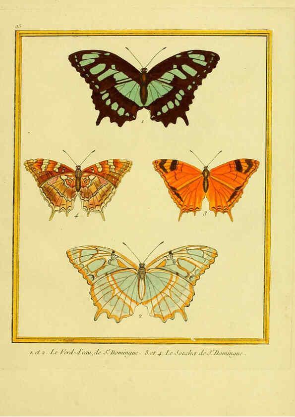 Reproducción/Reproduction 6009208136: Planches enluminées d'histoire naturelle t.1 Paris? :s.n.,1765-1783? 