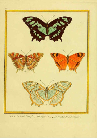 Reproducción/Reproduction 6009208136: Planches enluminées d'histoire naturelle t.1 Paris? :s.n.,1765-1783? 