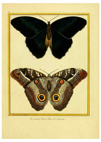 Reproducción/Reproduction 6008659333: Planches enluminées d'histoire naturelle t.1 Paris? :s.n.,1765-1783? 