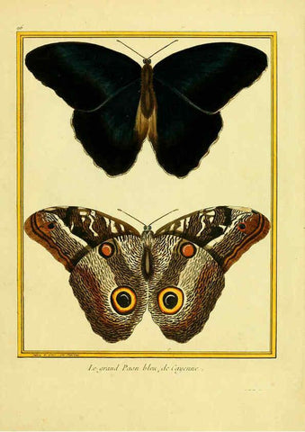 Reproducción/Reproduction 6008659333: Planches enluminées d'histoire naturelle t.1 Paris? :s.n.,1765-1783? 