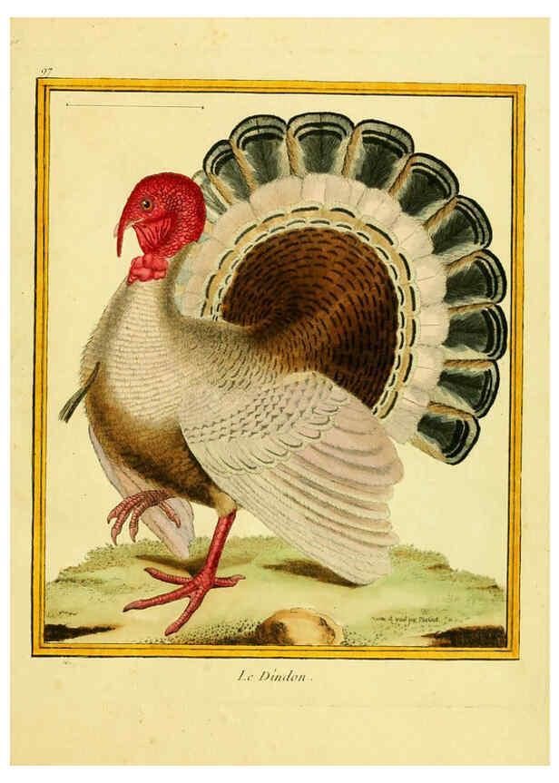Reproducción/Reproduction 6009208530: Planches enluminées d'histoire naturelle t.1 Paris? :s.n.,1765-1783? 