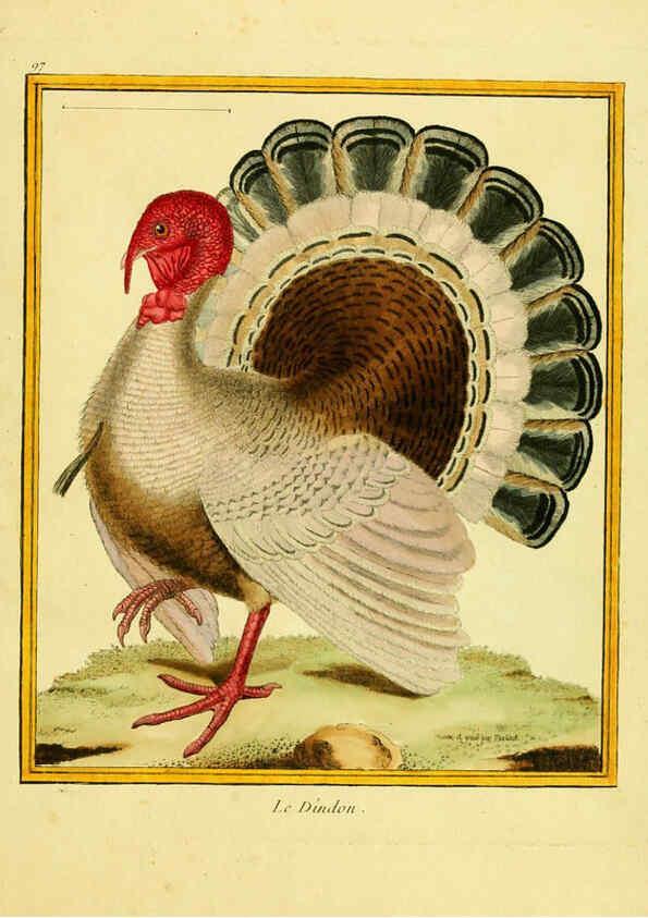 Reproducción/Reproduction 6009208530: Planches enluminées d'histoire naturelle t.1 Paris? :s.n.,1765-1783? 