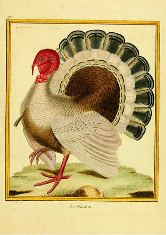 Reproducción/Reproduction 6009208530: Planches enluminées d'histoire naturelle t.1 Paris? :s.n.,1765-1783? 