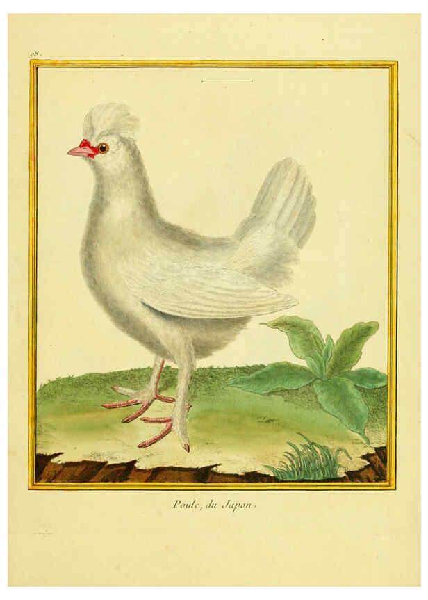 Reproducción/Reproduction 6009208782: Planches enluminées d'histoire naturelle t.1 Paris? :s.n.,1765-1783? 