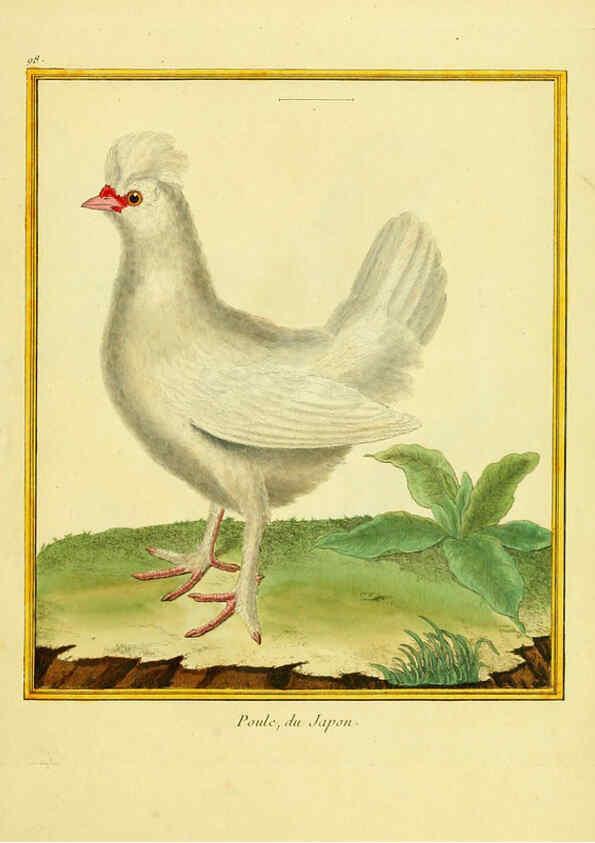 Reproducción/Reproduction 6009208782: Planches enluminées d'histoire naturelle t.1 Paris? :s.n.,1765-1783? 