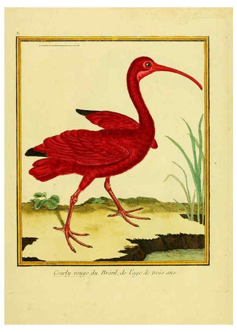 Reproducción/Reproduction 6009204212: Planches enluminées d'histoire naturelle t.1 Paris? :s.n.,1765-1783? 