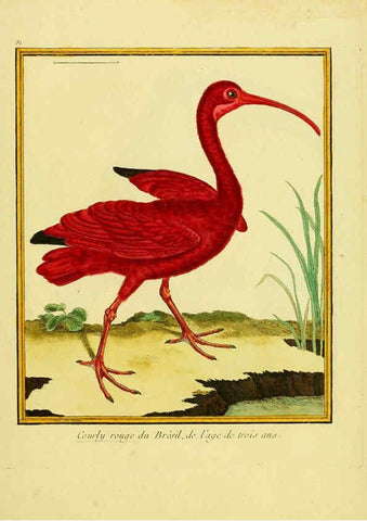 Reproducción/Reproduction 6009204212: Planches enluminées d'histoire naturelle t.1 Paris? :s.n.,1765-1783? 