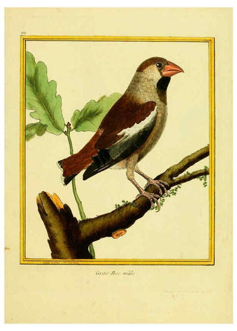 Reproducción/Reproduction 6009209004: Planches enluminées d'histoire naturelle t.1 Paris? :s.n.,1765-1783? 