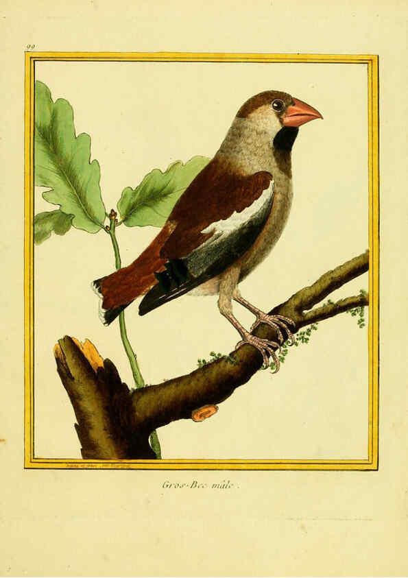Reproducción/Reproduction 6009209004: Planches enluminées d'histoire naturelle t.1 Paris? :s.n.,1765-1783? 