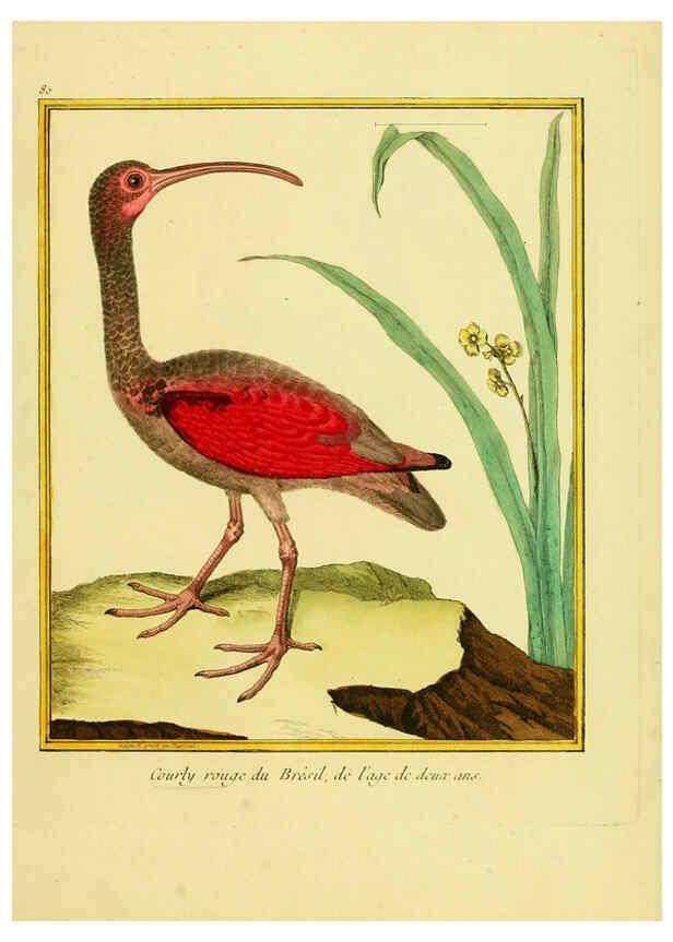 Reproducción/Reproduction 6009203988: Planches enluminées d'histoire naturelle t.1 Paris? :s.n.,1765-1783? 