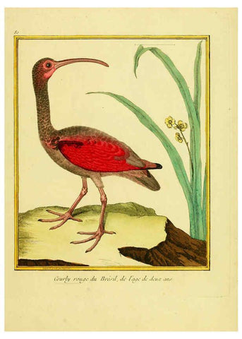 Reproducción/Reproduction 6009203988: Planches enluminées d'histoire naturelle t.1 Paris? :s.n.,1765-1783? 