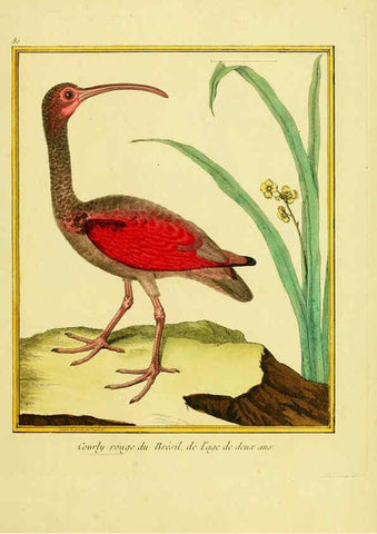 Reproducción/Reproduction 6009203988: Planches enluminées d'histoire naturelle t.1 Paris? :s.n.,1765-1783? 