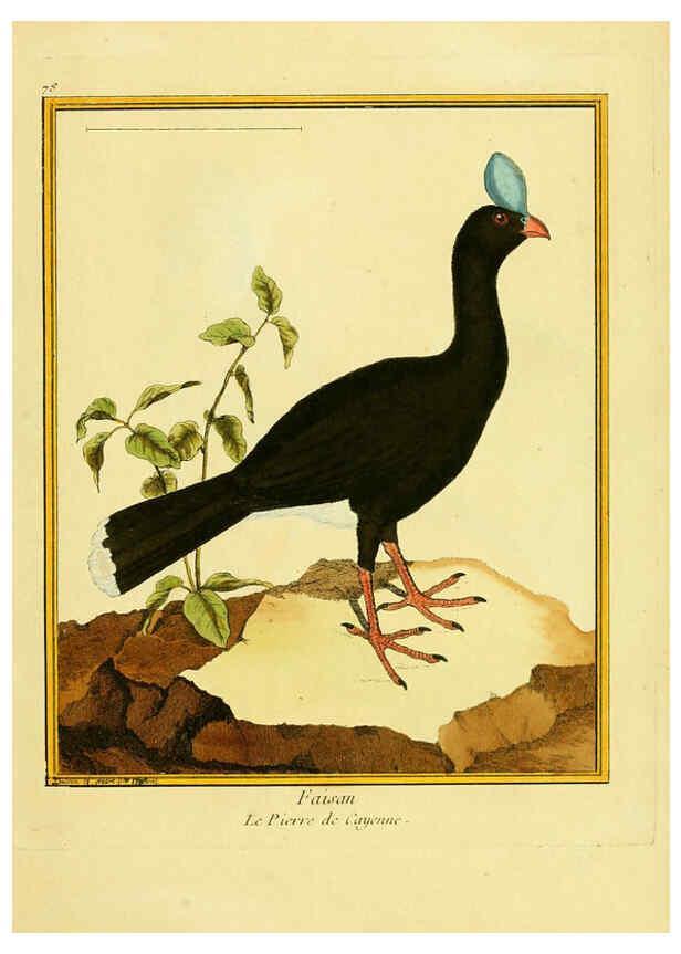 Reproducción/Reproduction 6009203628: Planches enluminées d'histoire naturelle t.1 Paris? :s.n.,1765-1783? 