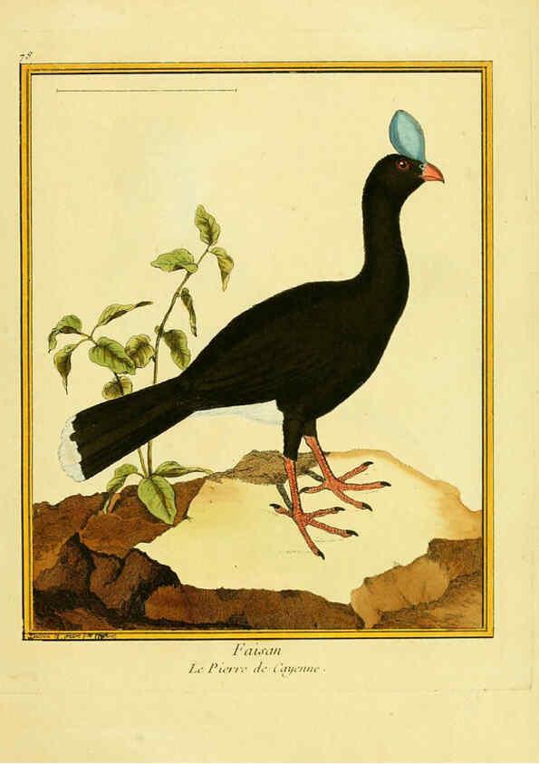 Reproducción/Reproduction 6009203628: Planches enluminées d'histoire naturelle t.1 Paris? :s.n.,1765-1783? 