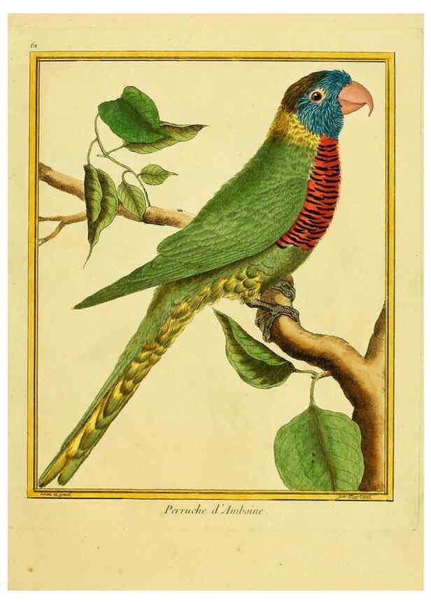 Reproducción/Reproduction 6009198854: Planches enluminées d'histoire naturelle t.1 Paris? :s.n.,1765-1783? 