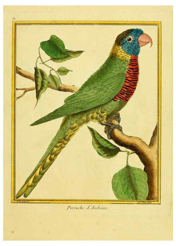 Reproducción/Reproduction 6009198854: Planches enluminées d'histoire naturelle t.1 Paris? :s.n.,1765-1783? 