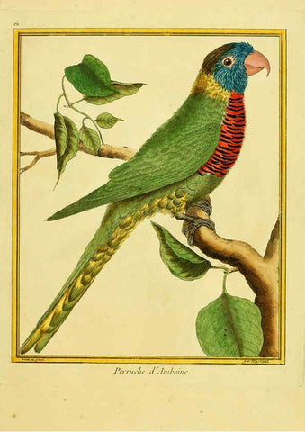 Reproducción/Reproduction 6009198854: Planches enluminées d'histoire naturelle t.1 Paris? :s.n.,1765-1783? 