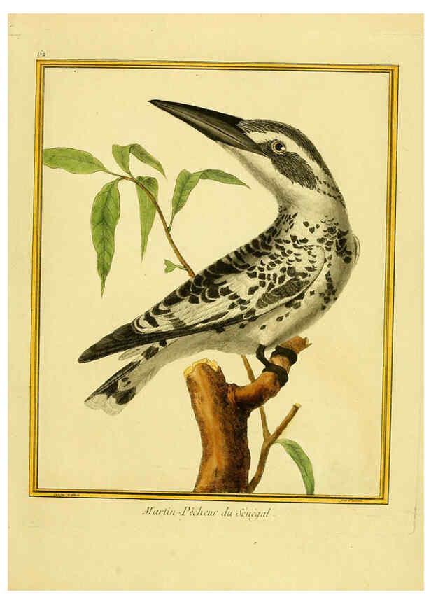 Reproducción/Reproduction 6009199132: Planches enluminées d'histoire naturelle t.1 Paris? :s.n.,1765-1783? 