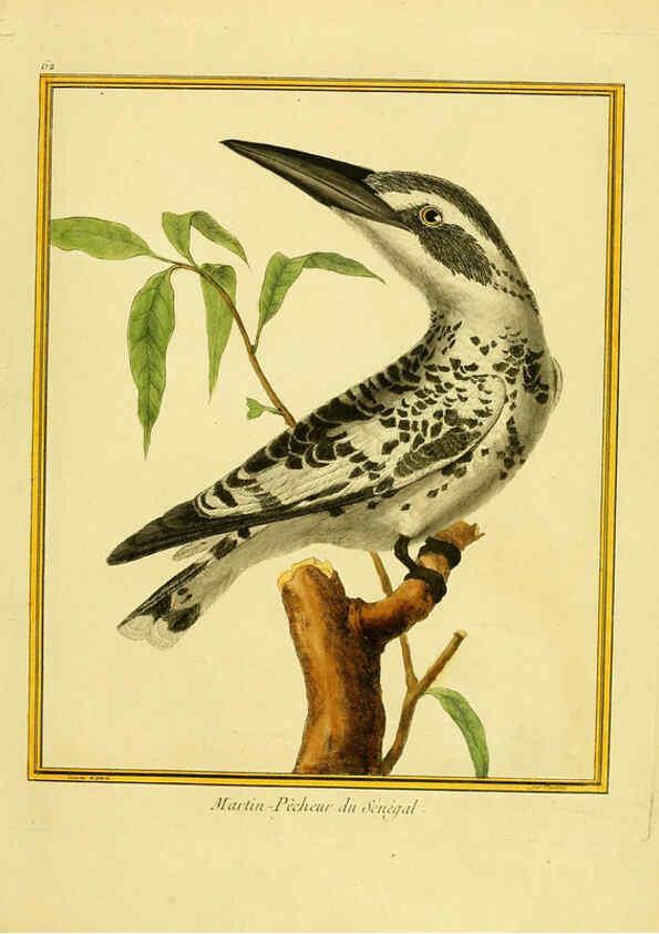 Reproducción/Reproduction 6009199132: Planches enluminées d'histoire naturelle t.1 Paris? :s.n.,1765-1783? 